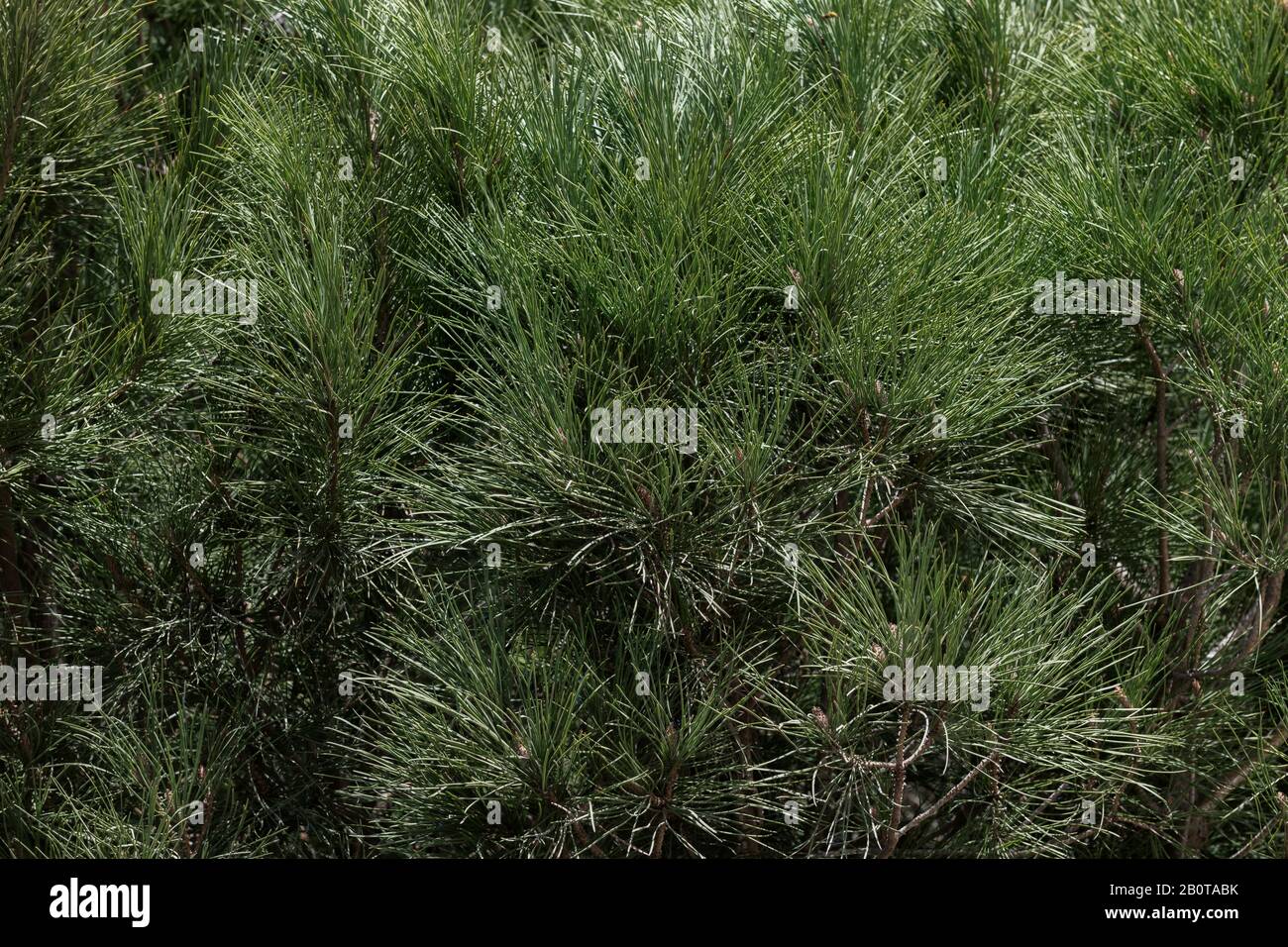 Closeup of pine tree branches (Pinus). Texture background image. Stock Photo