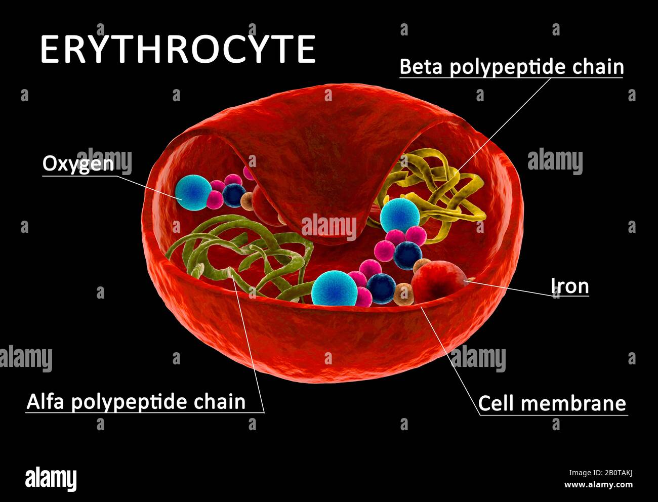 Structure of red blood cell, erythrocyte with visible hemoglobine and polypetide chain. Section through cell membrane. 3d Illustration. Stock Photo