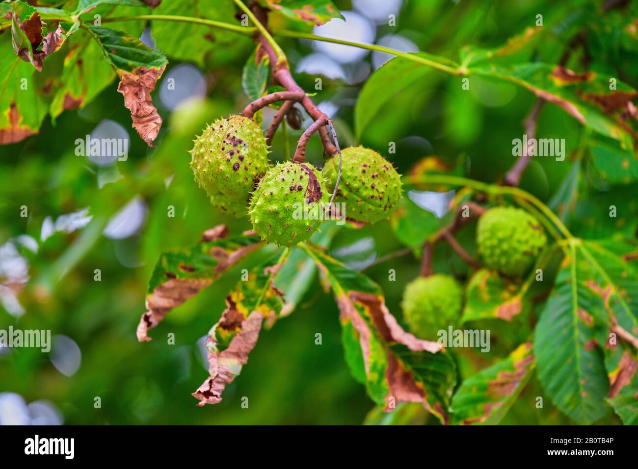 Chestnut tree fruit hi-res stock photography and images - Alamy
