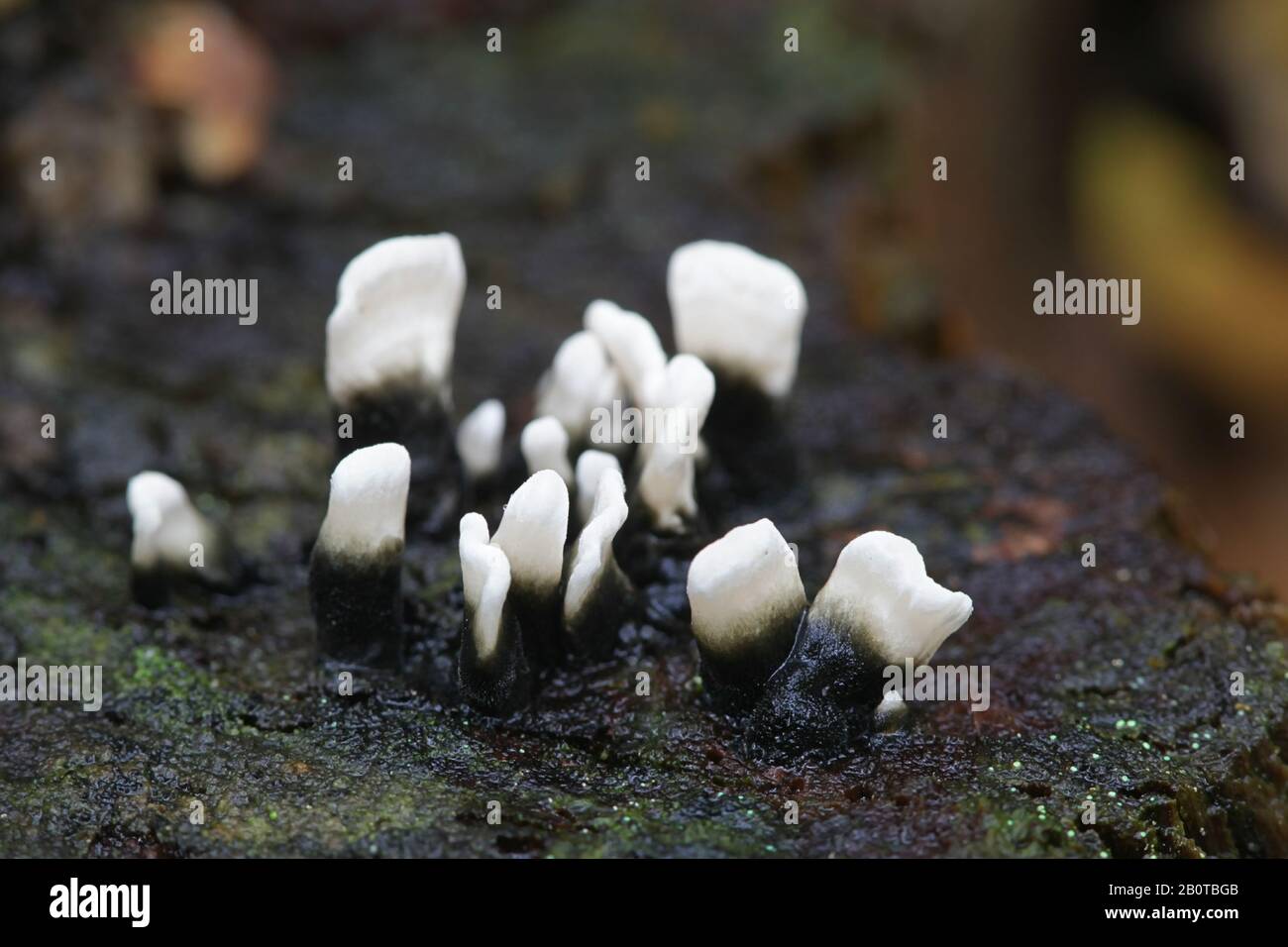 Xylaria hypoxylon, known as the candlestick fungus, the candlesnuff