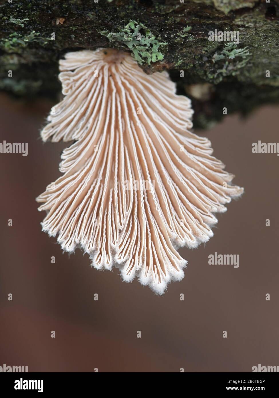 Schizophyllum commune, known as split gill or splitgill mushroom, wild