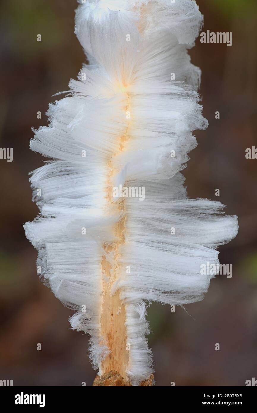 Hair ice, also known as ice wool or frost beard, result from the capillatory breathing of a fungus Exidiopsis effusa. Stock Photo