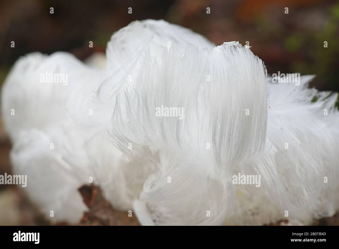 Hair ice, also known as frost beard or ice wool, result from the breathing of a fungus Exidiopsis effusa. Stock Photo