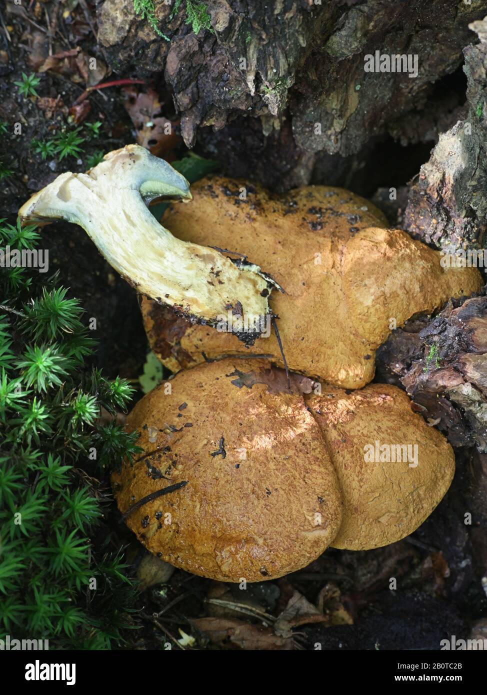 Buchwaldoboletus lignicola, known as the Wood Bolete, wild mushroom from Finland Stock Photo