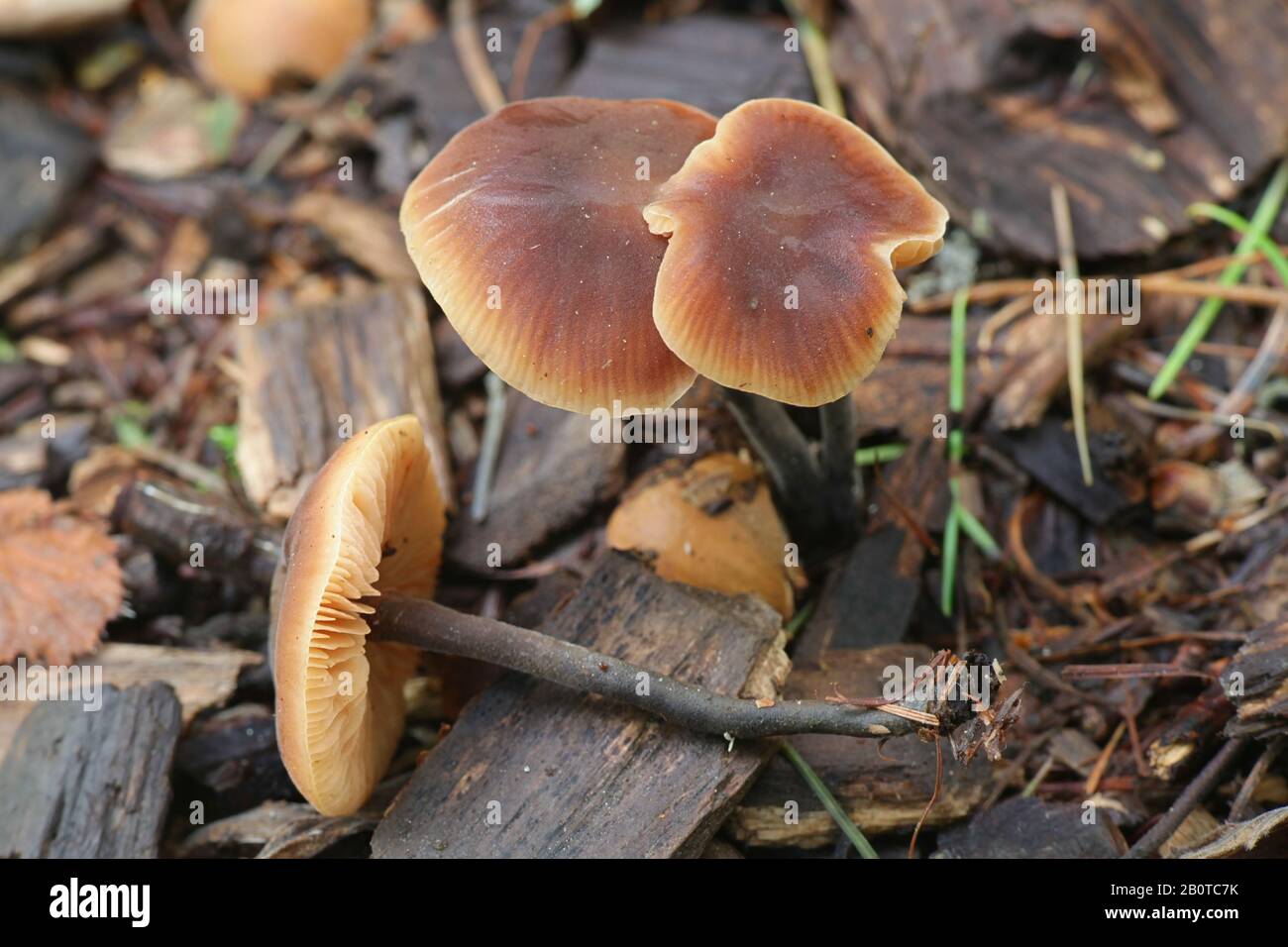 Macrocystidia cucumis, known as Cucumber Cap, wild mushroom from Filnland Stock Photo
