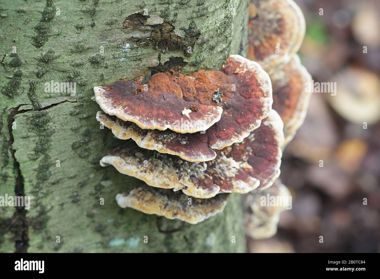 Inonotus radiatus, known as Alder Bracket fungus, wild polypore from Finland Stock Photo