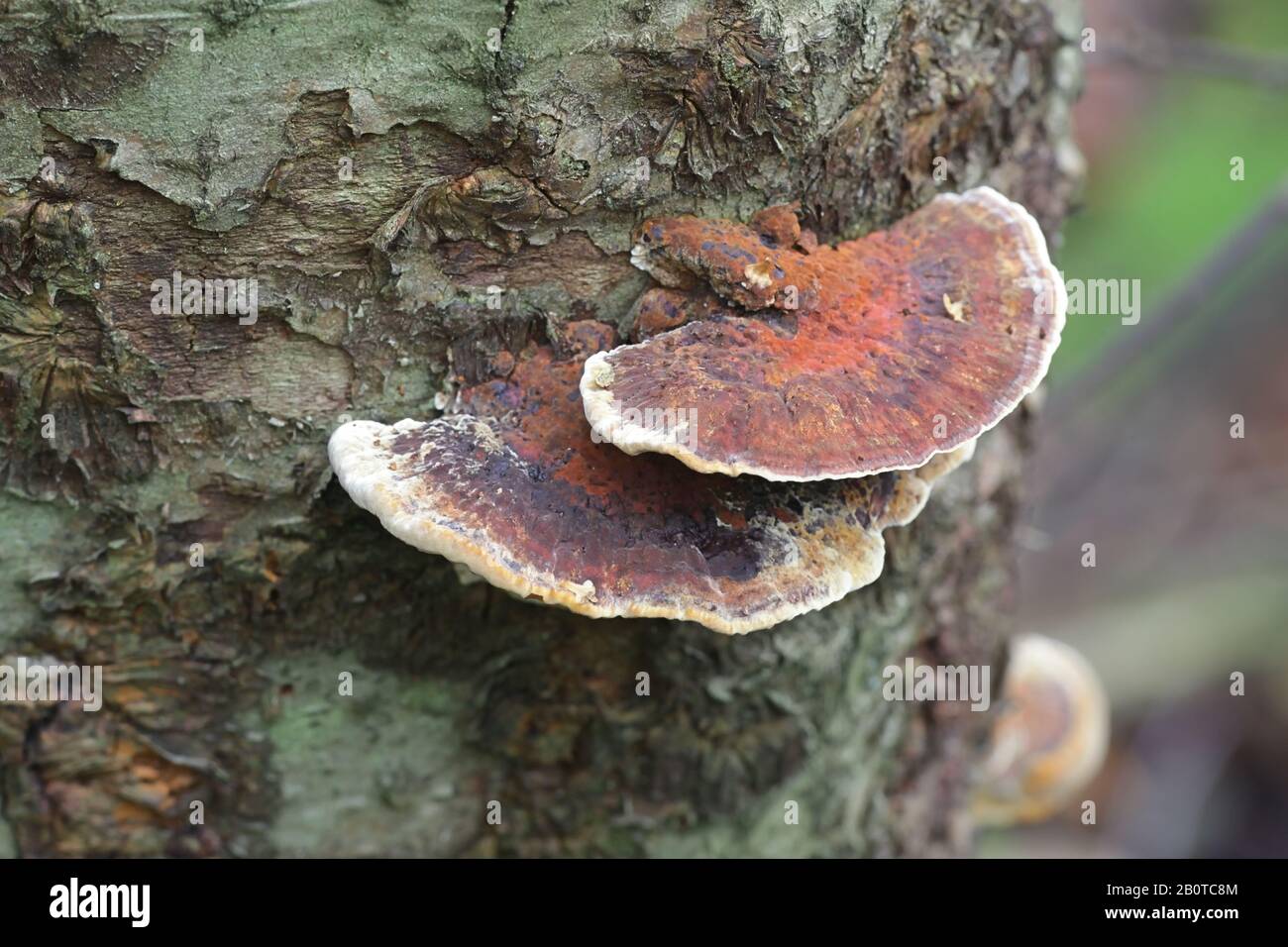 Inonotus radiatus, known as Alder Bracket fungus, wild polypore from Finland Stock Photo
