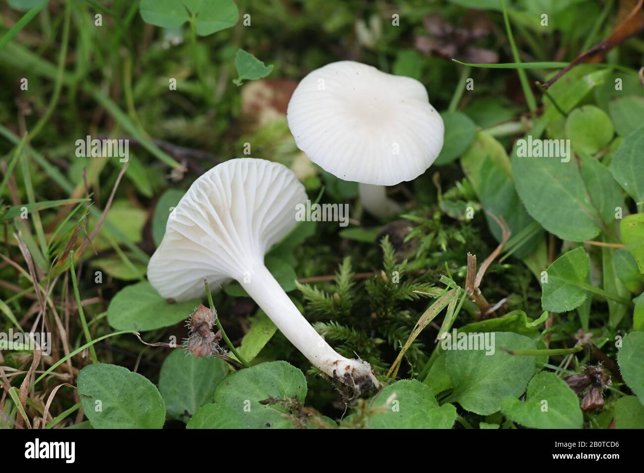 Cuphophyllus virgineus, known as the snowy waxcap, wild mushroom from Finlands Stock Photo