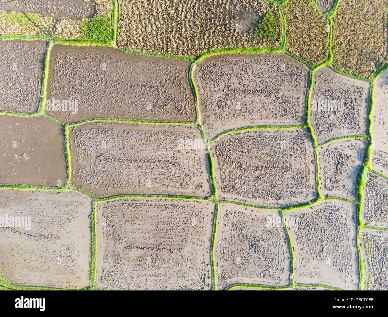 Vertical view of Rice Padi fields in Ubud, Bali Stock Photo - Alamy
