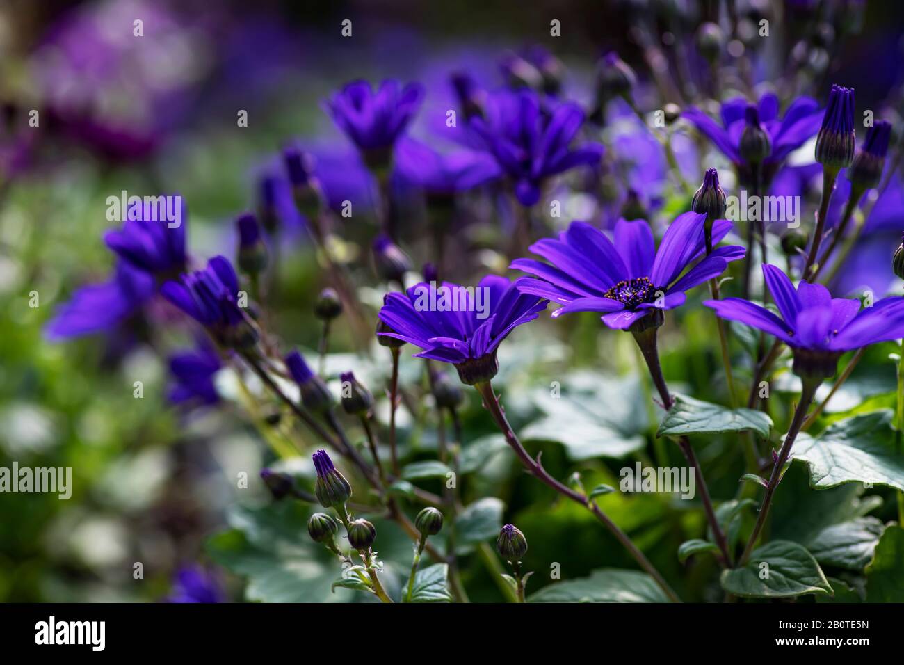 Purple Pericallis Senetti Flowers closeup in bloom Stock Photo