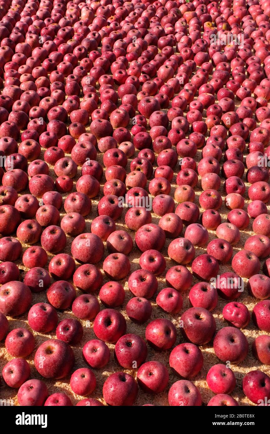 ANNURCA apples ripening near Naples, southern Italy Stock Photo