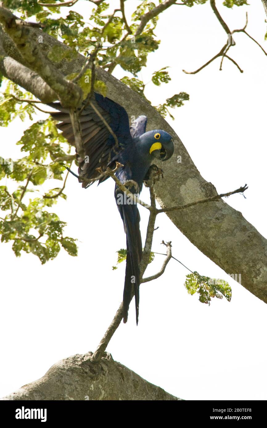 Arara-azul-grande; araraúna; (Anodorhynchus hyacinthinus), Macaw-blue-big, Corumbá, Mato Grosso do Sul, Brazil Stock Photo