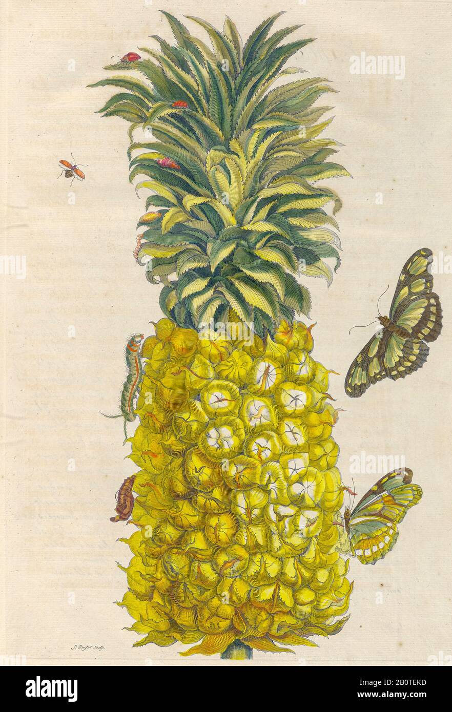 Pineapple and butterflies from Metamorphosis insectorum Surinamensium (Surinam insects) a hand coloured 18th century Book by Maria Sibylla Merian published in Amsterdam in 1719 Stock Photo