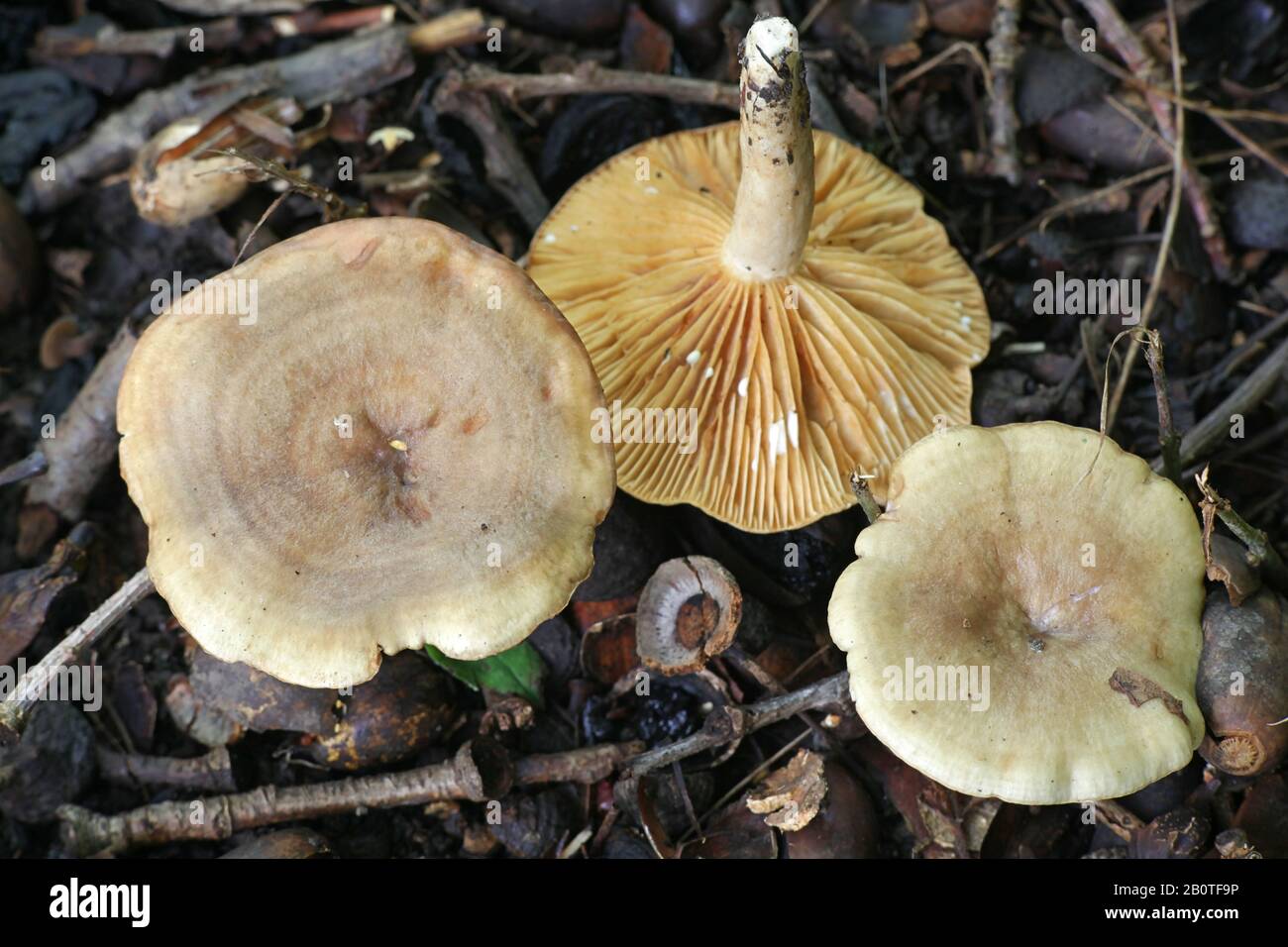 Lactarius pyrogalus, known as fire-milk lactarius or fiery milkcap, wild mushrooms from Finland Stock Photo
