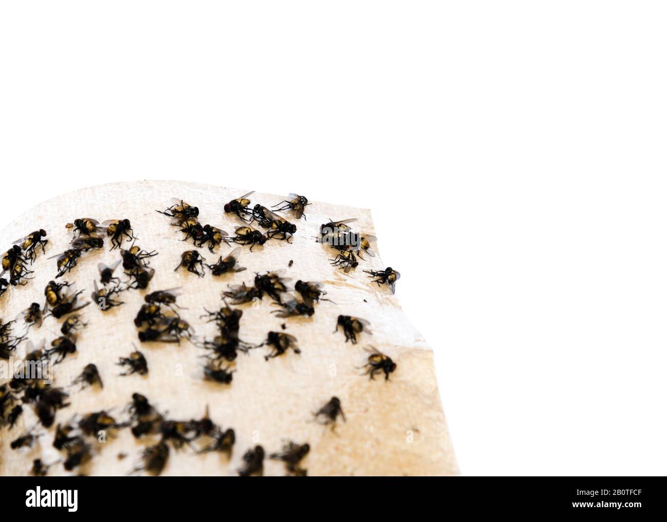 Sticky fly paper hi-res stock photography and images - Alamy