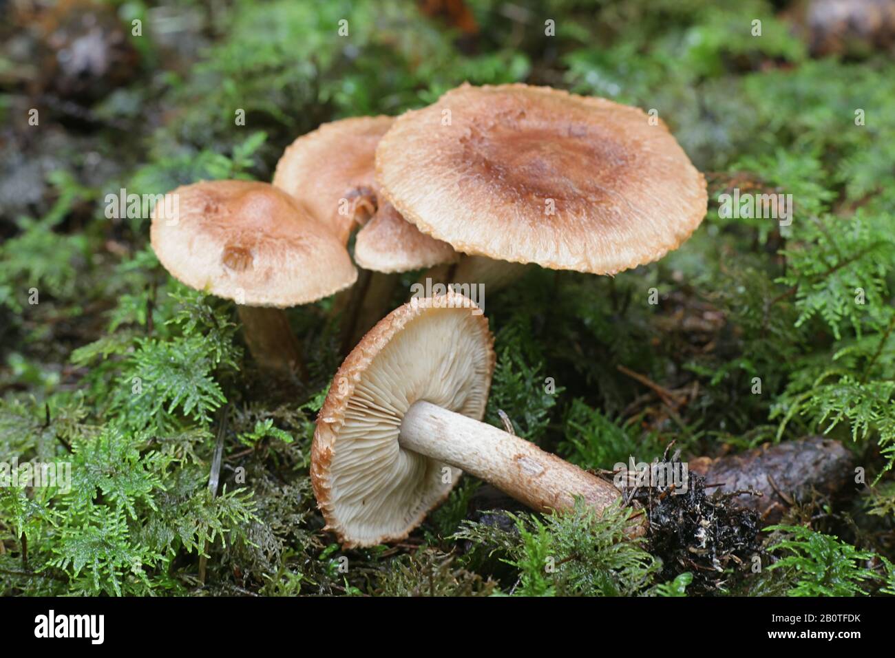 Tricholoma vaccinum, known as the russet scaly tricholoma, the scaly knight, or the fuzztop, wild mushrooms from Finland Stock Photo
