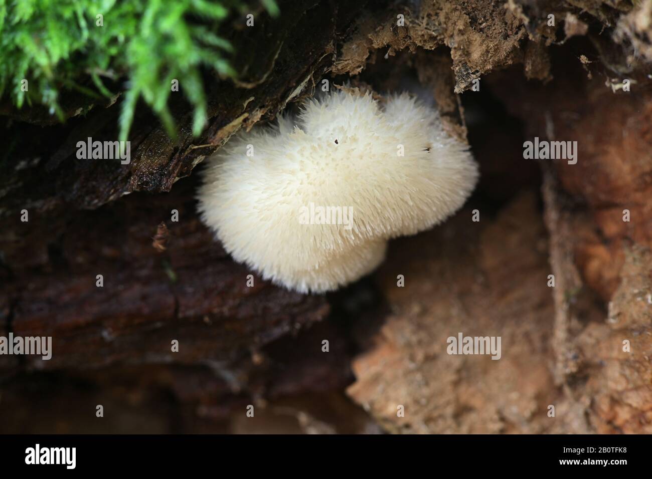 Postia ptychogaster, known as the powderpuff bracket,fungus from Finland Stock Photo