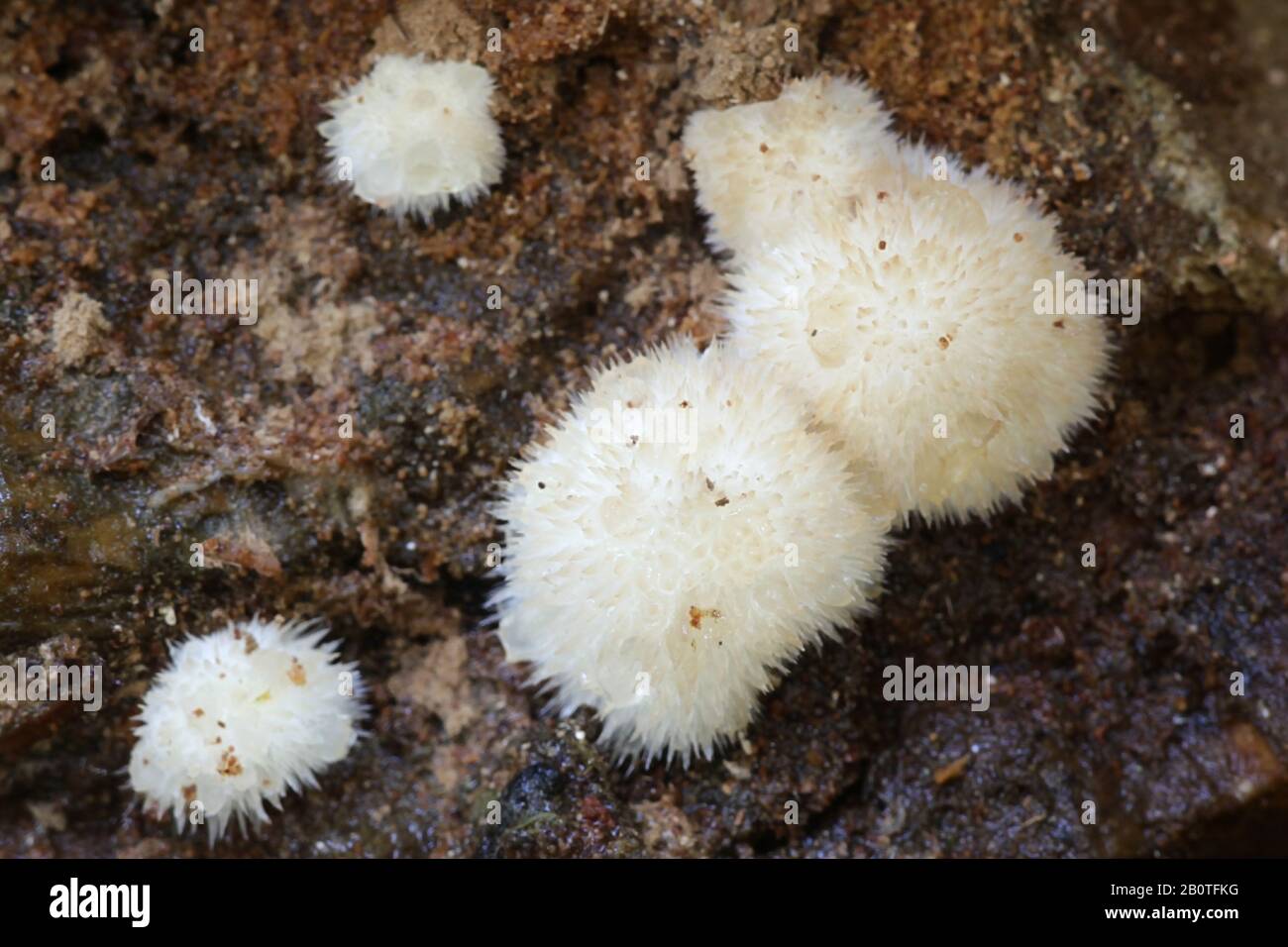 Postia ptychogaster, known as the powderpuff bracket, strange fungus from Finland Stock Photo