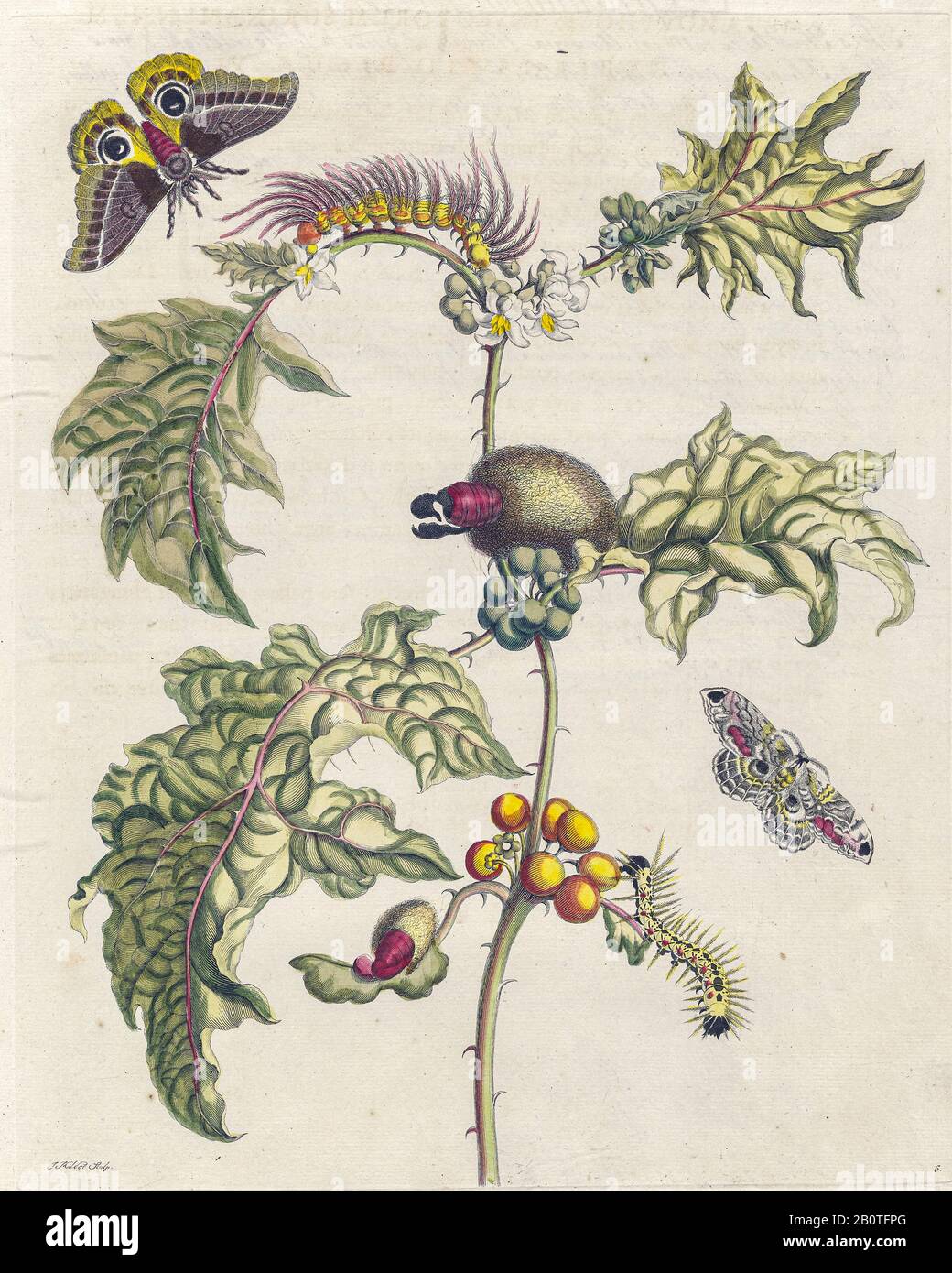 Plant and butterfly from Metamorphosis insectorum Surinamensium ...