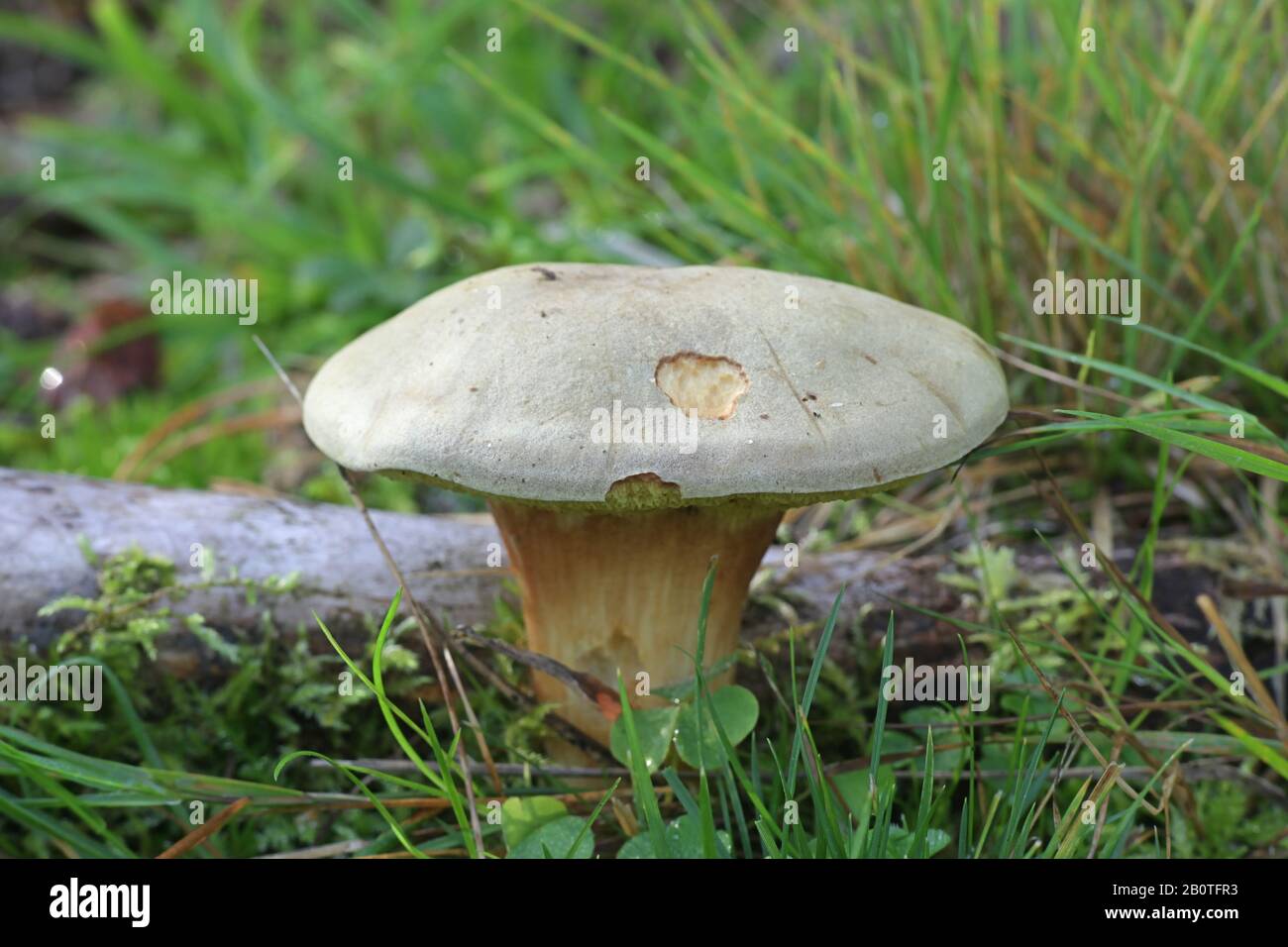 Xerocomus subtomentosus, known as suede bolete, brown and yellow bolet, boring brown bolete or yellow-cracked bolete, wild edible mushroom from Finlan Stock Photo