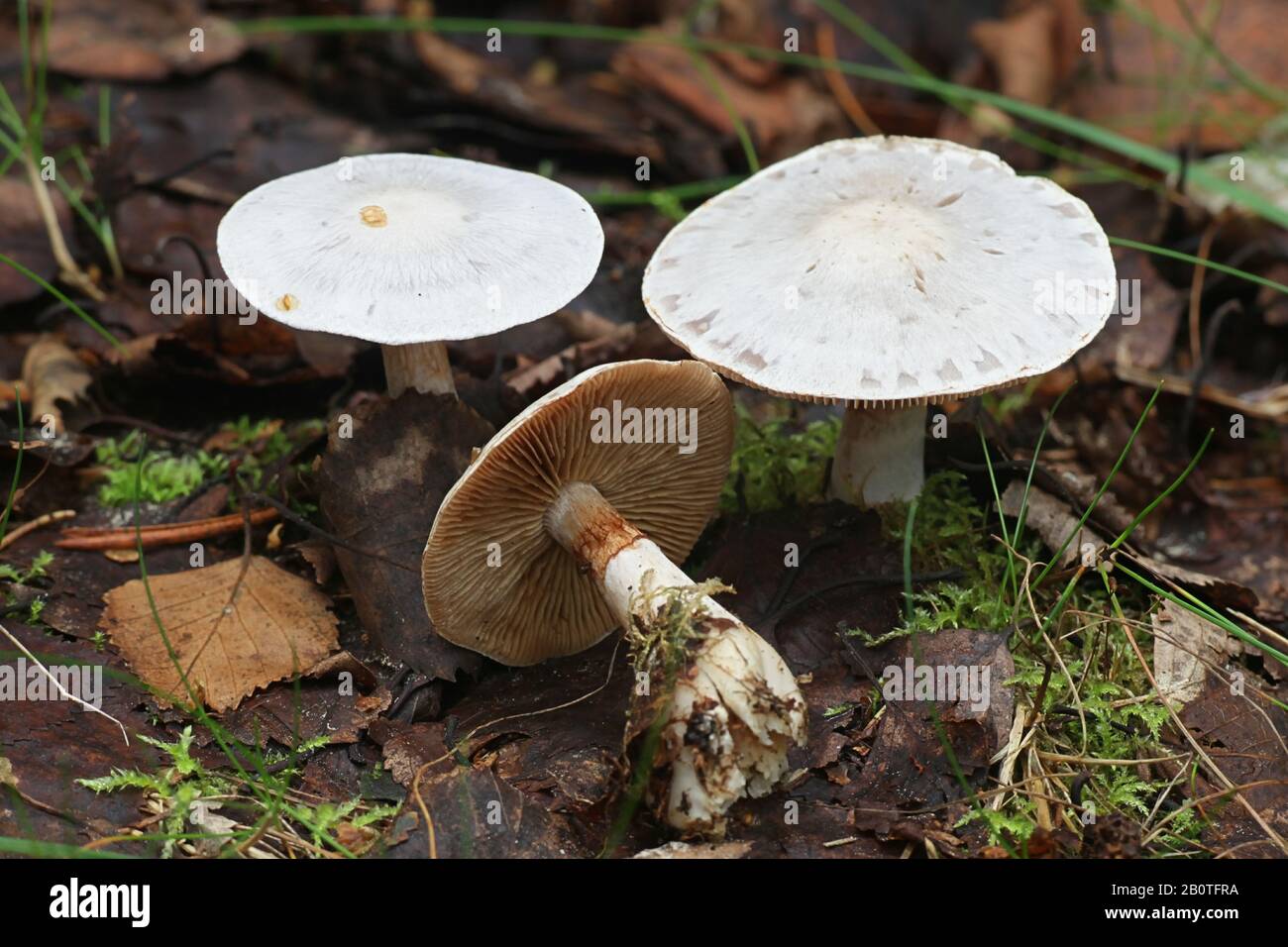 Cortinarius alboviolaceus, known as Pearly Webcap or  Silvery-violet Cort, wild mushrooms from Finland Stock Photo