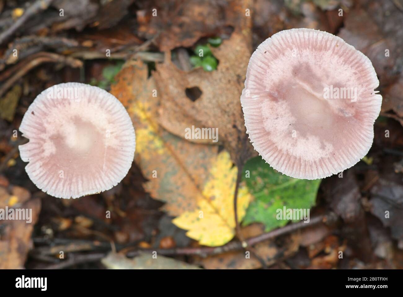 Bioluminescent Mushroom Fungus High Resolution Stock Photography and ...