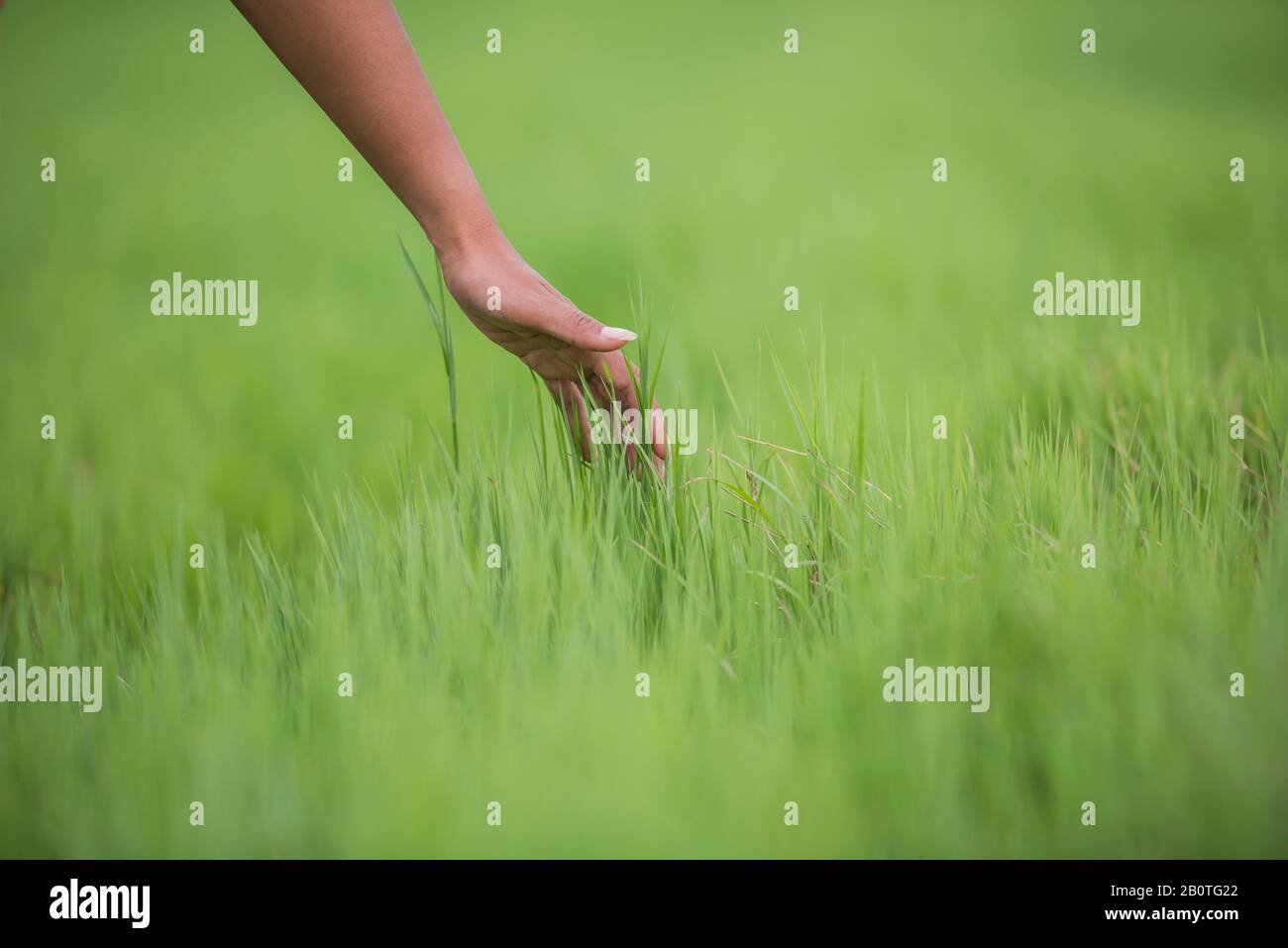 Hand touching grass stock photo. Image of stem, growing - 39121604
