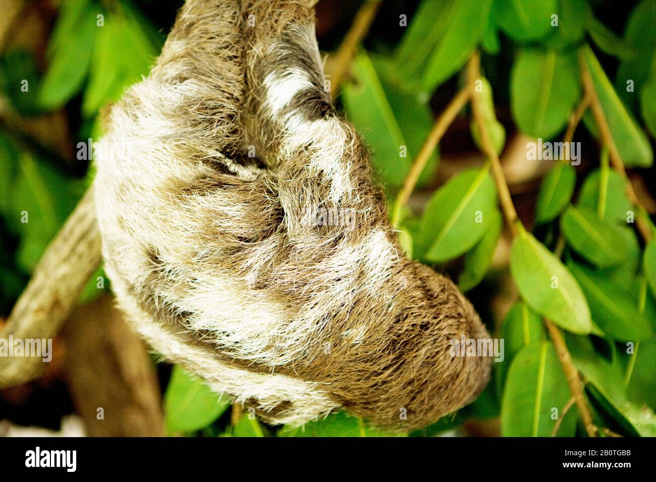 Preguiça-comum se alimentando de folhas de figueira, (Bradypus variegatus), Bug Laziness, Laziness-commonm, Bahia, Brazil Stock Photo