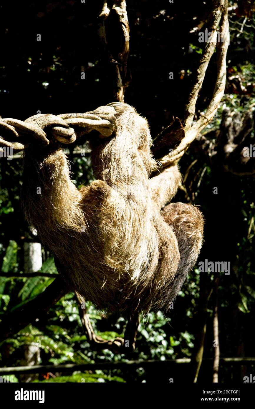 Preguiça-comum (Bradypus variegatus) em recinto no Centro de Reabilitação Reserva Zoobotânica, Laziness-commonm, Ilhéus, Bahia, Brazil Stock Photo