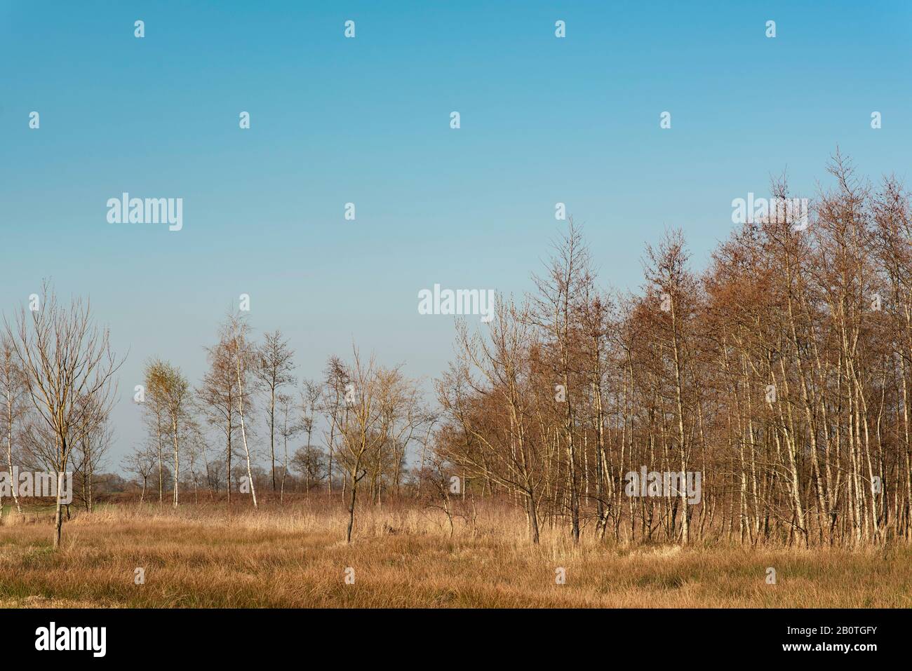 Sunny rural landscape with grasses and birch trees Stock Photo - Alamy