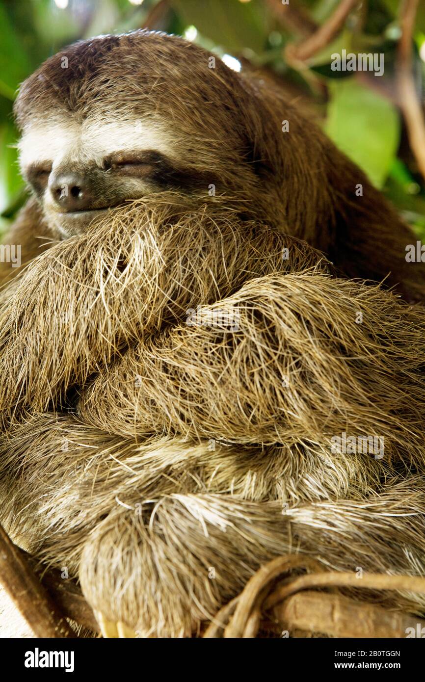 Bradypodidae, (Bradypus variegatus), Laziness-commonm, Bahia, Brazil Stock Photo