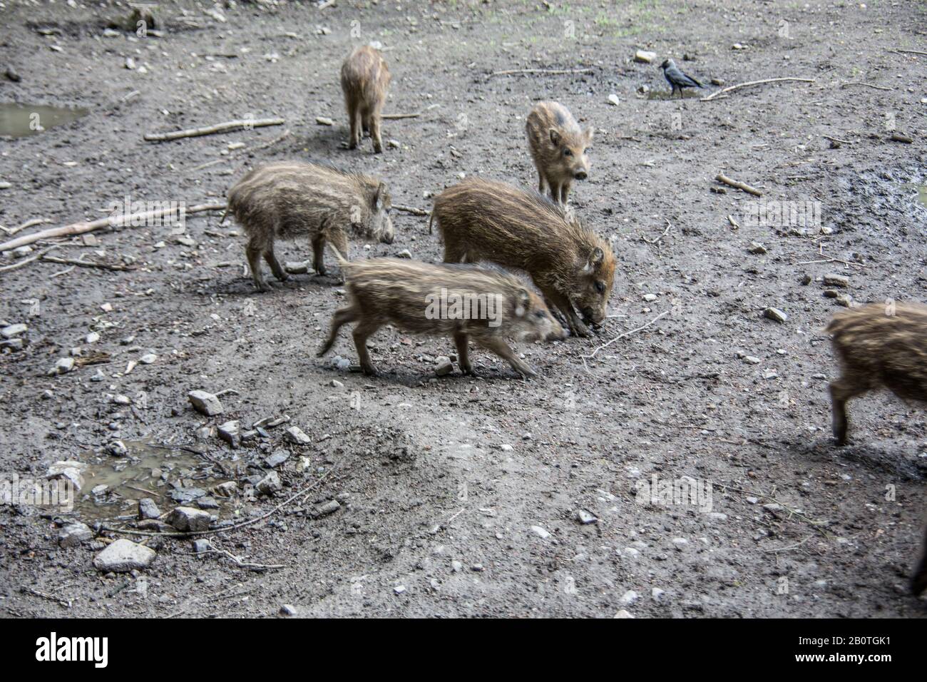 Wild boars in the mud foraging Stock Photo - Alamy