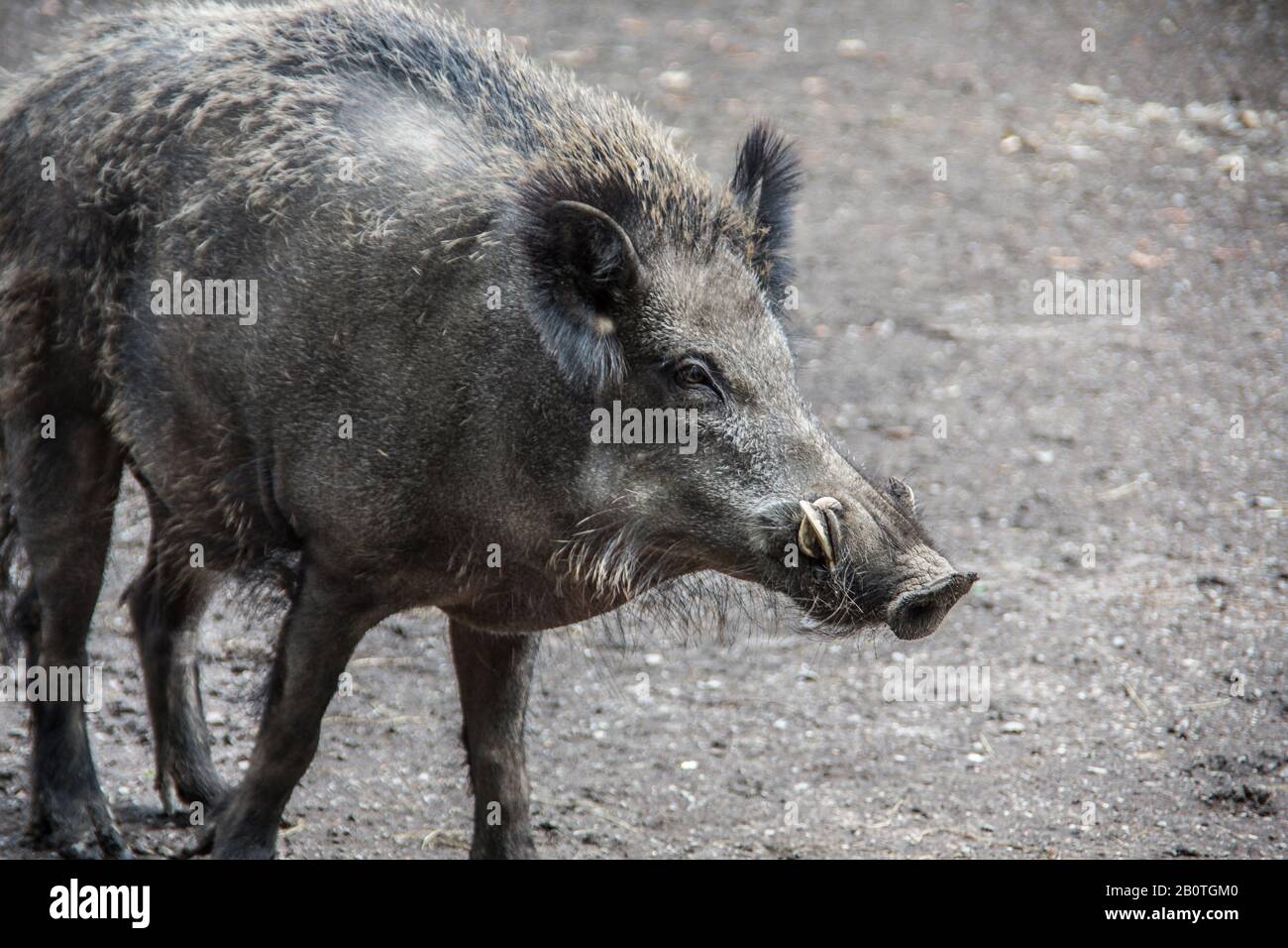 Wild boars in the mud foraging Stock Photo - Alamy