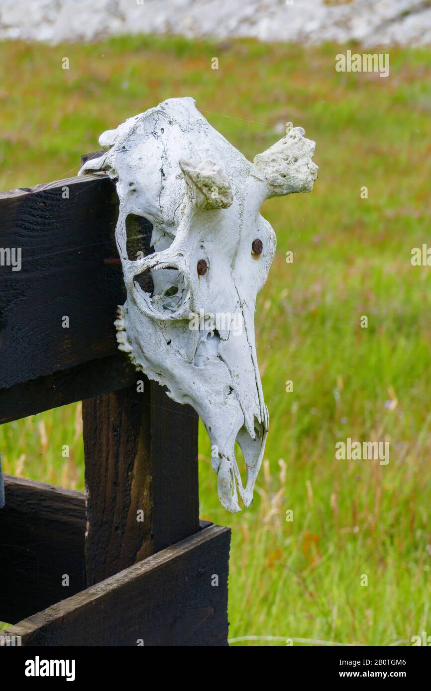 Schädel, skelett einer Kuh, mit Hörner Ansatz, hängt an einem Zaun Stock Photo