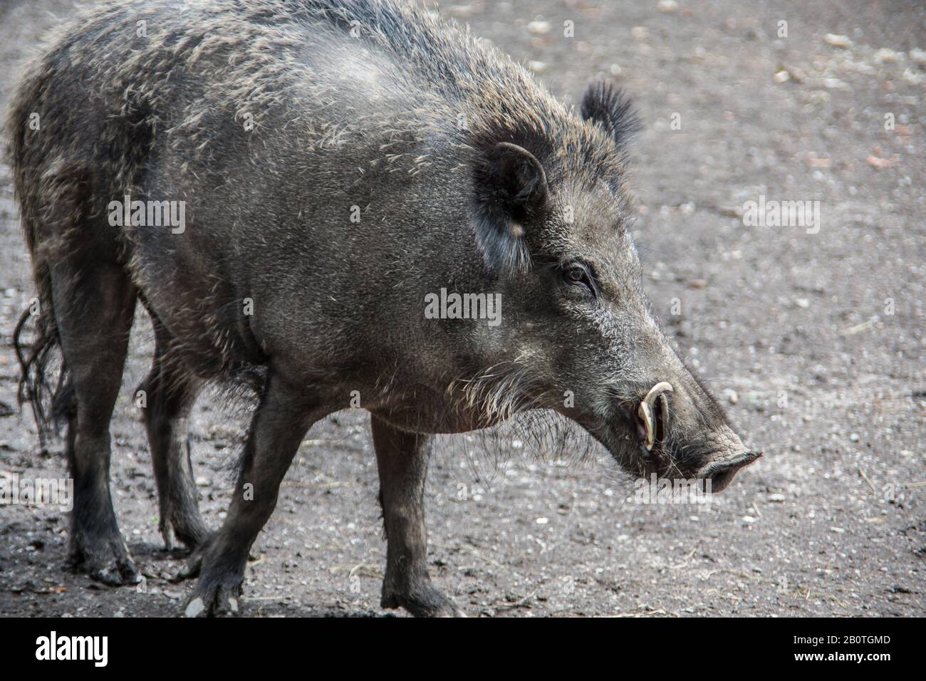 Wild boars in the mud foraging Stock Photo - Alamy
