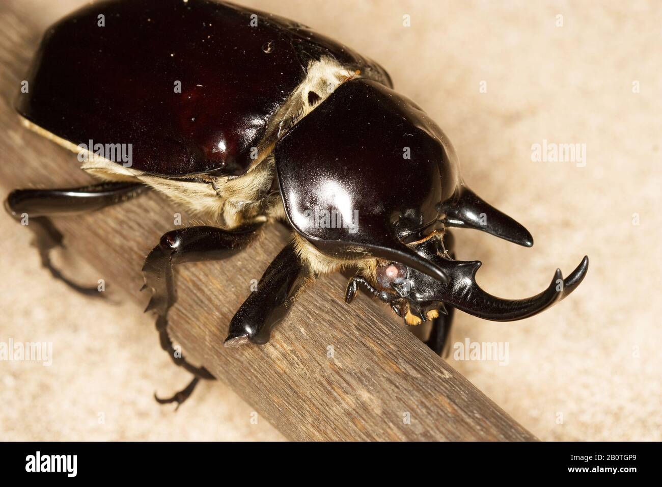 Scarab beetle brazil hi-res stock photography and images - Alamy