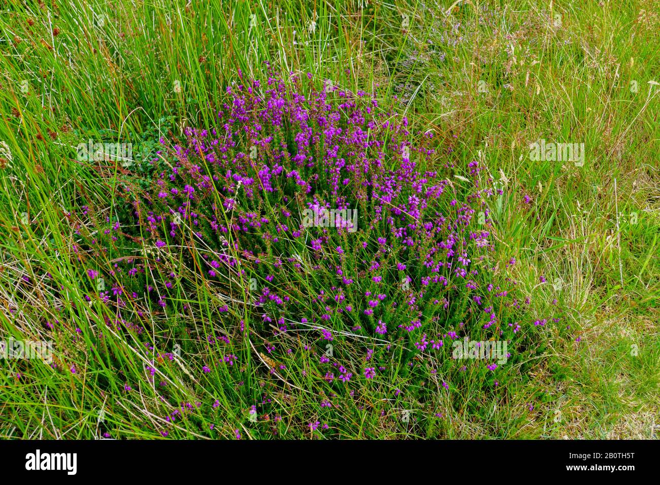 Irische Heide auf einer Wiese in den schottischen Highlands Stock Photo