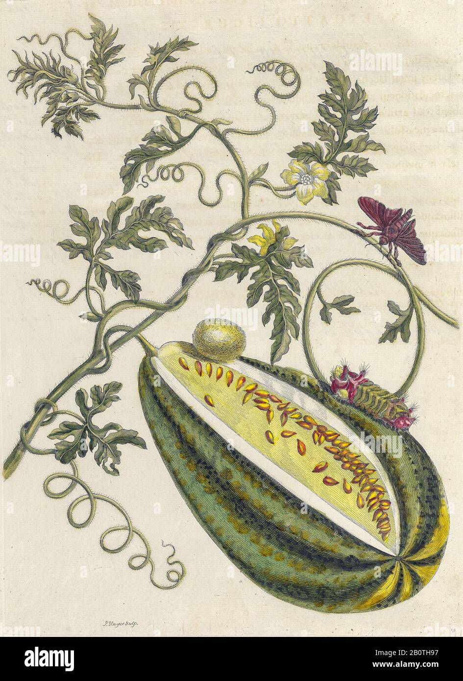 Plant and butterfly from Metamorphosis insectorum Surinamensium (Surinam insects) a hand coloured 18th century Book by Maria Sibylla Merian published in Amsterdam in 1719 Stock Photo