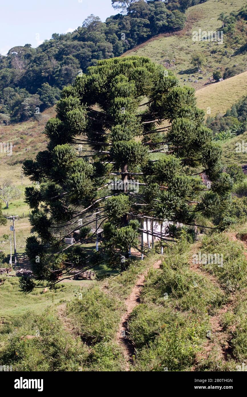 Terracete de pisoteio e araucária (Araucaria angustifolia), Pasture, Joanópolis, São Paulo, Brazil Stock Photo