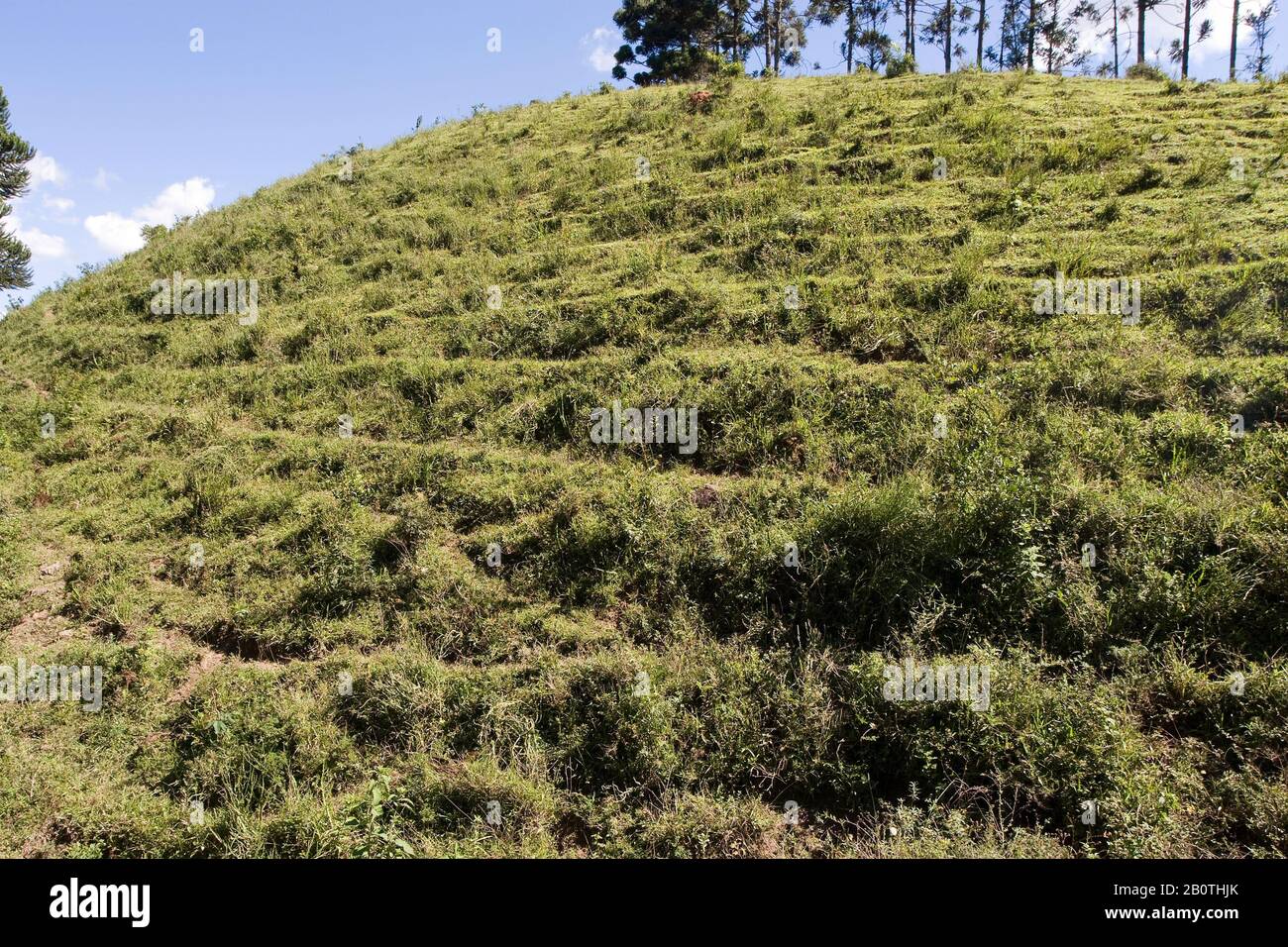 terracetes de pisoteio, Pasture, Joanópolis, São Paulo, Brazil Stock Photo