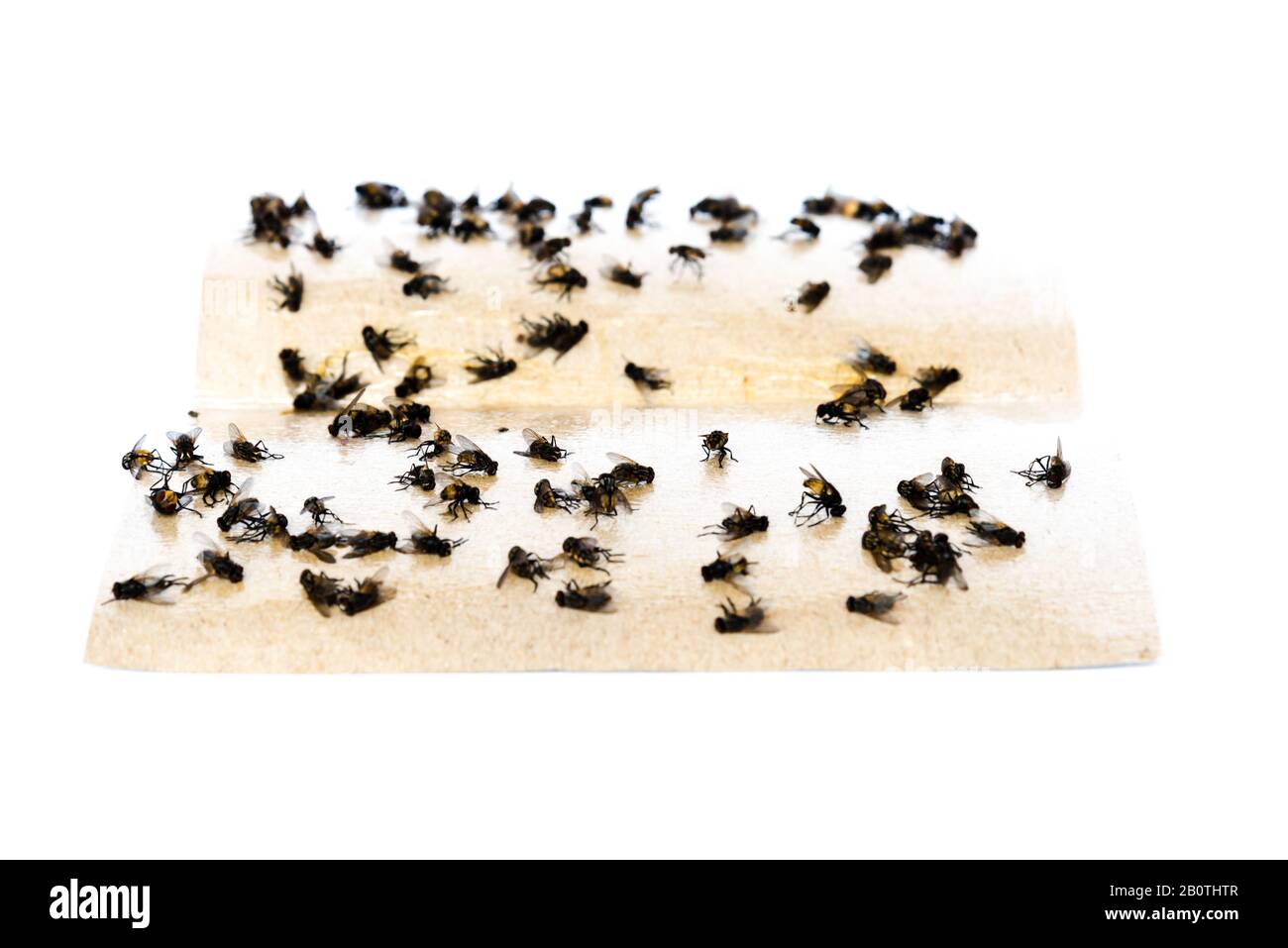 Sticky fly tape with many flies trapped on the extremely sticky surface