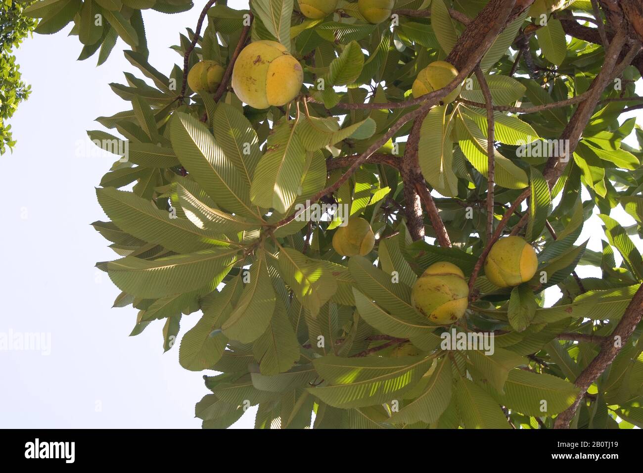 Fruta-pão, Artocarpus altilis, Artocarpus communis, Artocarpus incisus, Breadfruit, Brazil Stock Photo