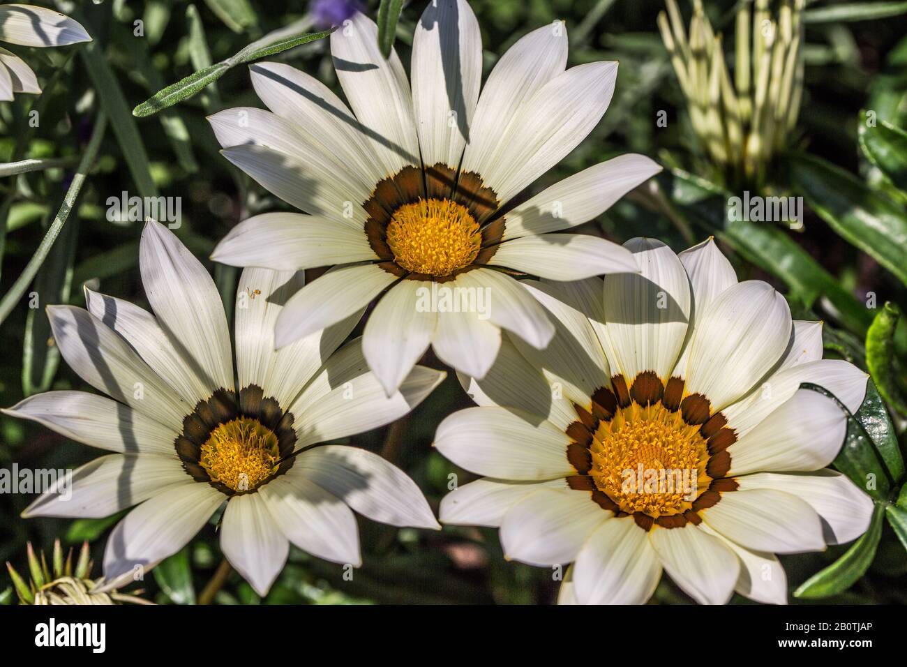 Sommer ray hi-res stock photography and images - Alamy