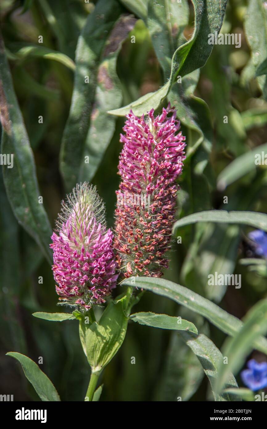 Foxtail clover in the garden Stock Photo