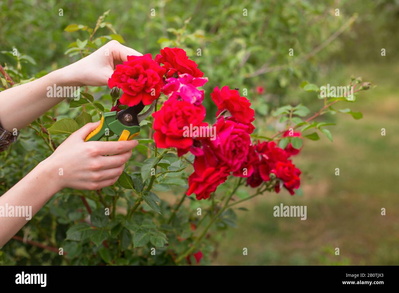 Girl cuts the bush (rose) with secateurs in the garden in sun summer ...