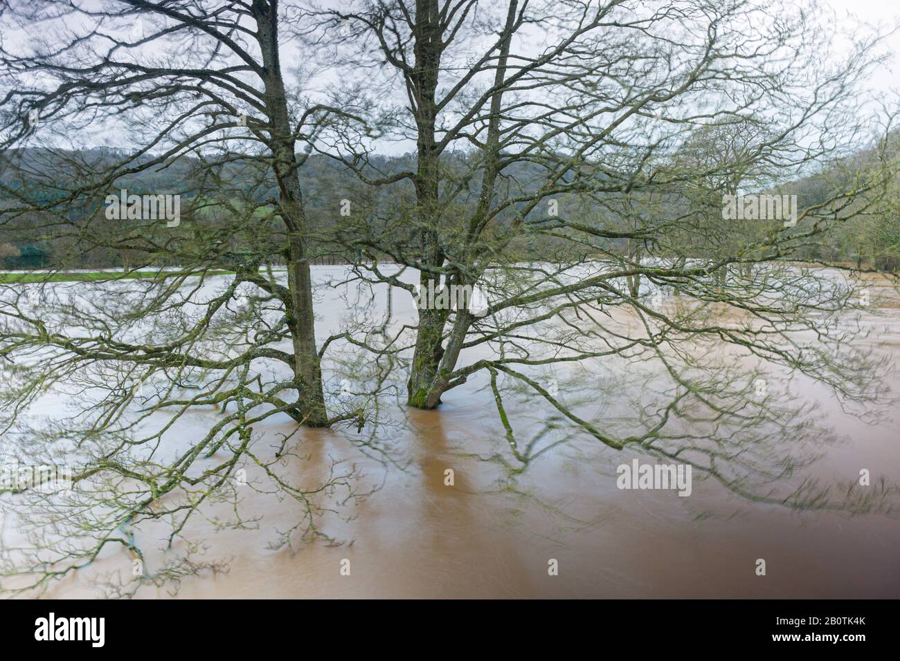 The River Wye in spate at Bigsweir on the Monmouthshire - Gloucestershire border. February 2020. Stock Photo