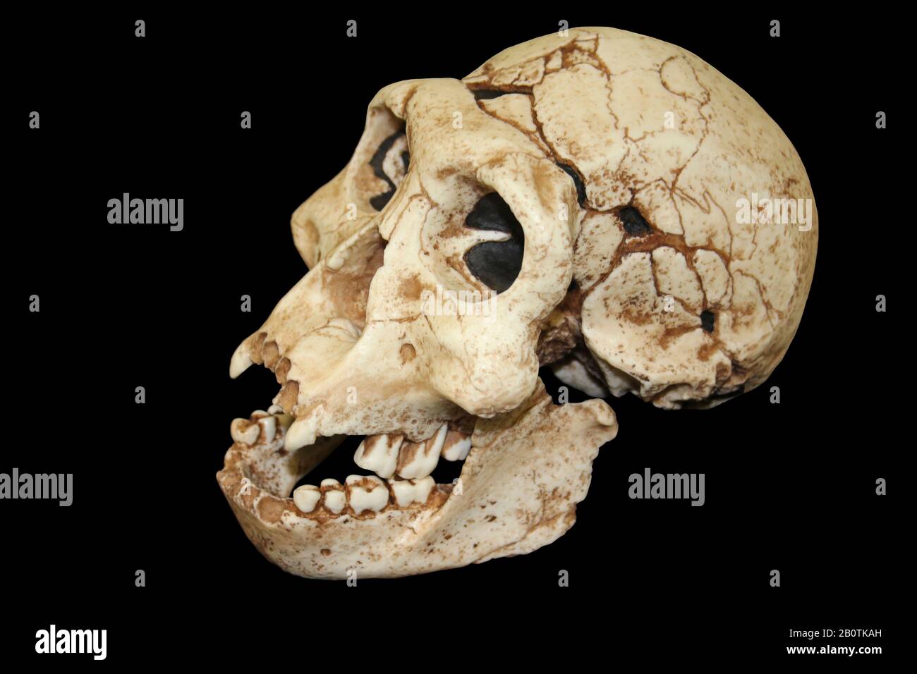 Dmanisi Homo erectus Skull Stock Photo
