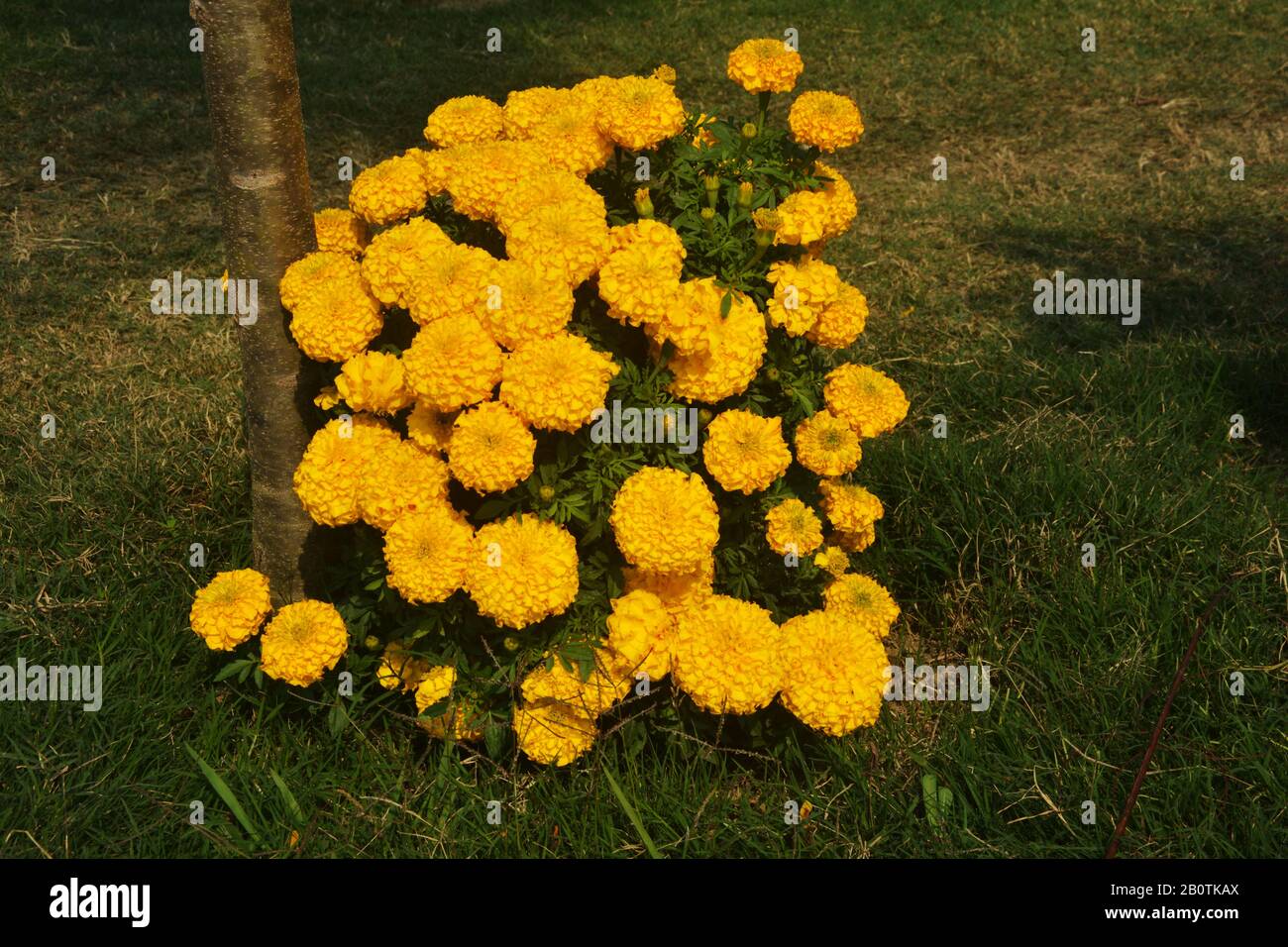 Genda flower hires stock photography and images Alamy