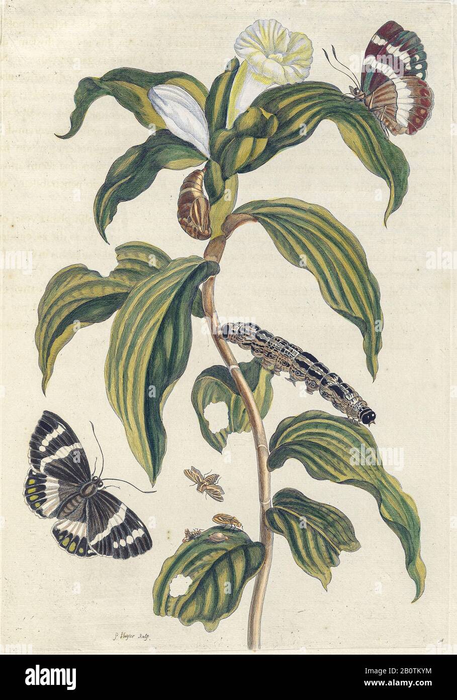 Maria sibylla merian caterpillars hi-res stock photography and images ...