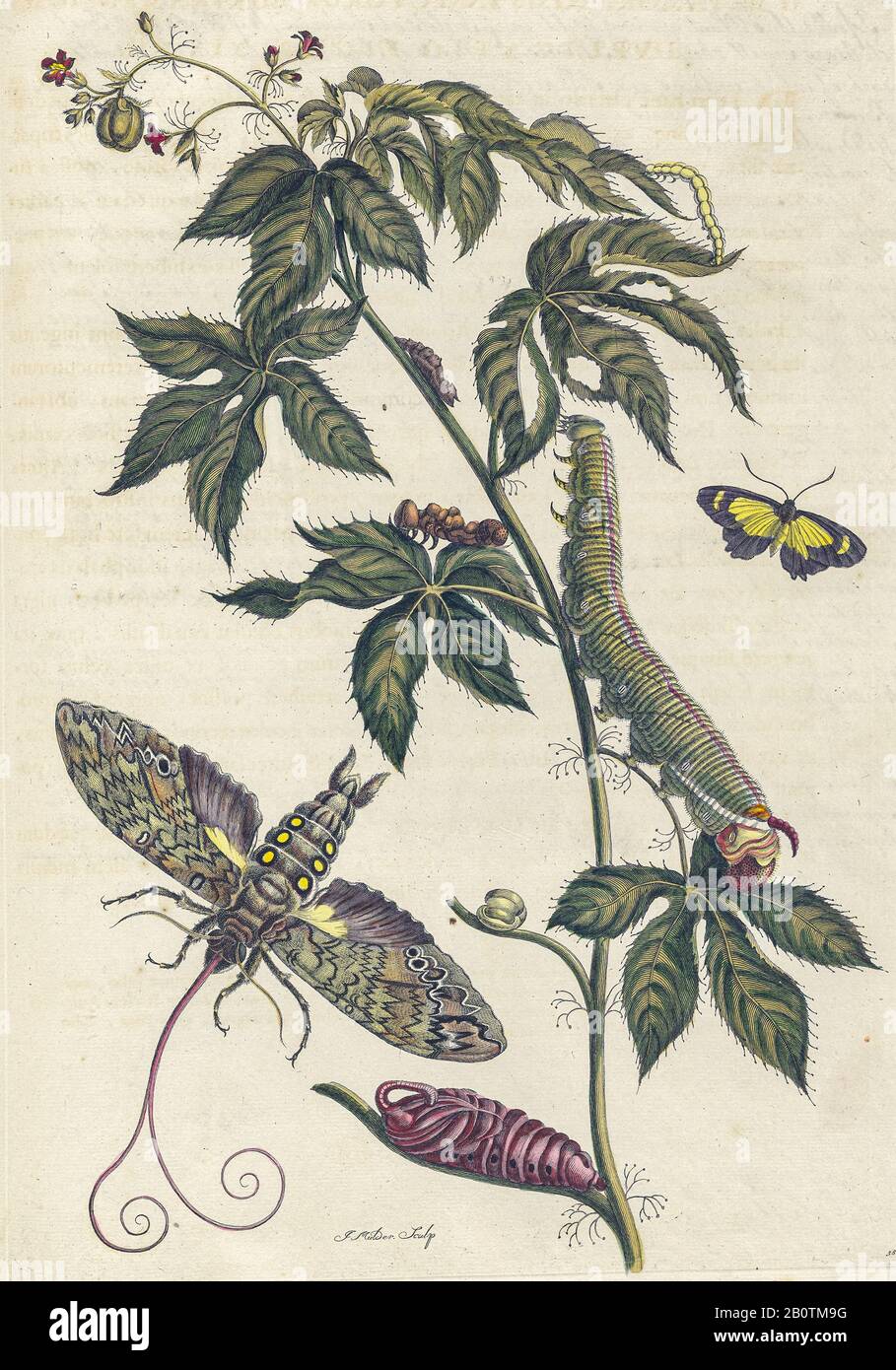 Plant and butterfly from Metamorphosis insectorum Surinamensium (Surinam insects) a hand coloured 18th century Book by Maria Sibylla Merian published in Amsterdam in 1719 Stock Photo